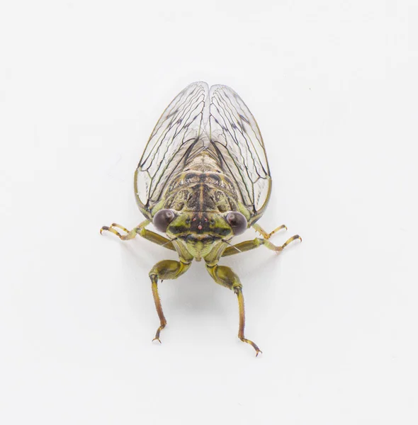 Groene Grijze Bruine Hiërogliefen Cicade Vlieg Neocicada Hieroglyphica Vooraanzicht Geïsoleerd — Stockfoto