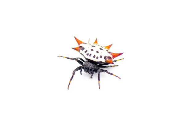 Spiny Backded Orb Weaver Spyder Gasteracanta Cancriformis カニやカイトスパイダーが白い背景に隔離されたカメラビューに向かってクロール — ストック写真
