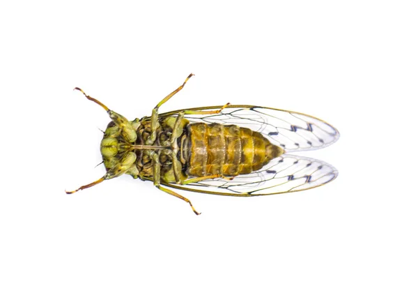 褐色象形虫苍蝇 新象形虫 白色背景下的腹侧视点 — 图库照片