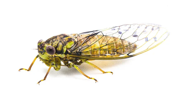 褐色象形虫苍蝇 新象形虫 白色背景下孤立的侧面轮廓视图 — 图库照片