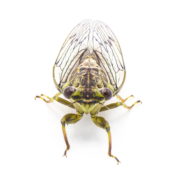Green Grey Brown Hieroglyphic Cicada Fly Neocicada Hieroglyphica Front Top — Stock Photo, Image