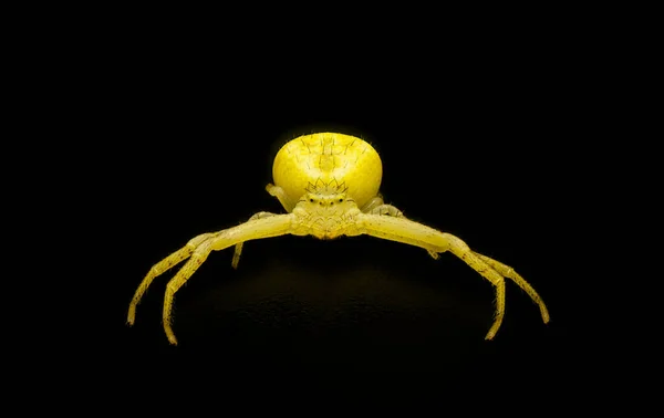 カニのクモや花のクモ Mecaphesa 一般的に明るい花で狩りが見つかりました 黒の背景に隔離された黄色のオレンジ色の顔のカメラ — ストック写真