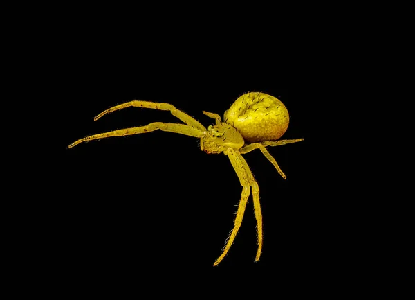 Krabí Pavouk Nebo Květinový Pavouk Mecaphesa Běžně Vyskytuje Lov Zářivé — Stock fotografie