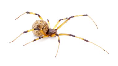 Latrodectus geometriksi, genel olarak kahverengi dul, kahverengi düğmeli örümcek, gri dul, kahverengi dul, ev düğmesi örümceği ya da beyaz arka planda izole edilmiş geometrik örümcek bakışı olarak bilinir.