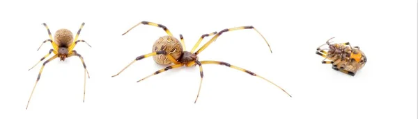 Latrodectus Geometricus 俗称棕色寡妇 棕色纽扣蜘蛛 灰色寡妇 棕色黑色寡妇 房屋纽扣蜘蛛或几何图形纽扣蜘蛛 — 图库照片