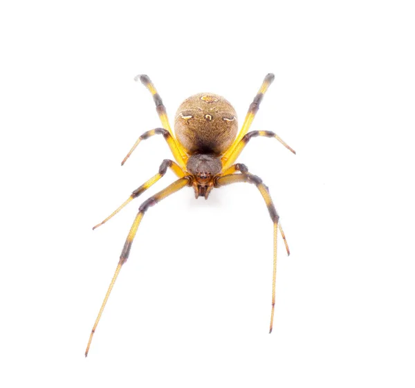 Latrodectus Geometricus 通常被称为褐色寡妇 棕色纽扣蜘蛛 灰色寡妇 棕色黑色寡妇 房屋纽扣蜘蛛或在白色背景上隔离的几何纽扣蜘蛛前视图 — 图库照片