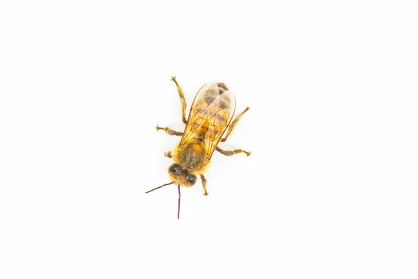 西方蜜蜂或欧洲蜜蜂 Apis Mellifea 在白色背景下与阴影隔离的特写镜头顶部背景色 — 图库照片