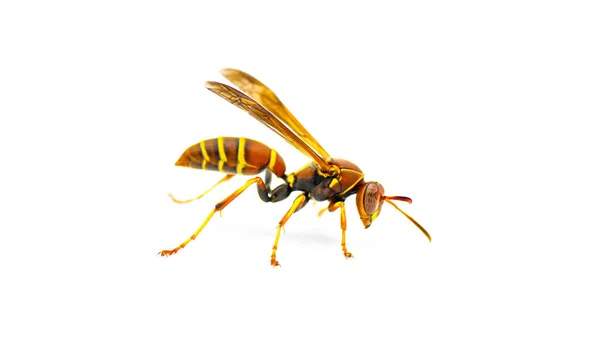 Hunters Little Paper Wasp Polistes Dorsalis Dorsalis Vista Profilo Laterale — Foto Stock
