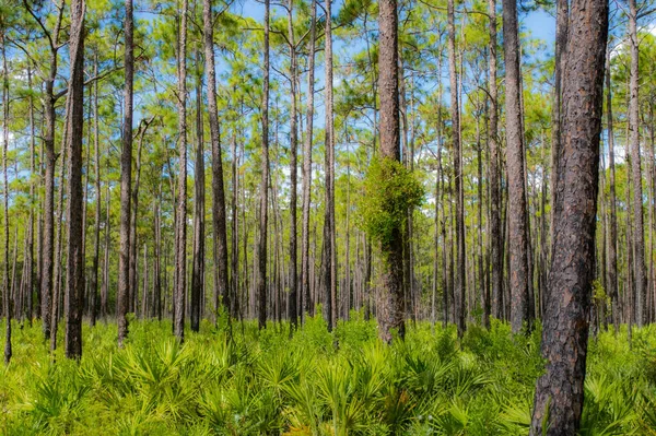 플로리다에 메토가 소나무 밭이야 우플란드와 자작농 — 스톡 사진