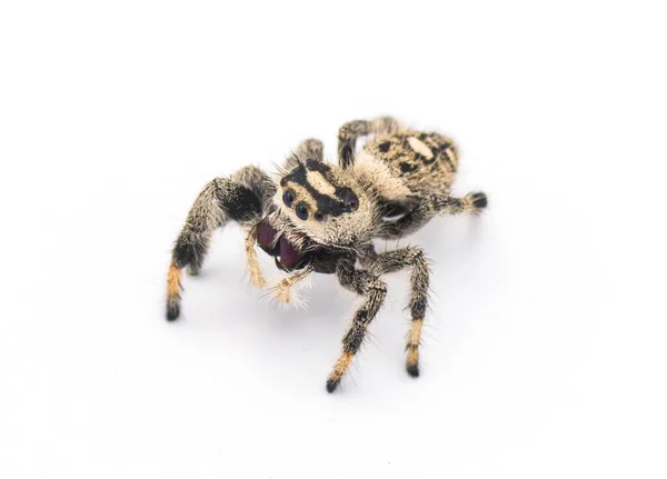 龙骨跳跃蜘蛛 灵长类 雌性大型蜘蛛 与白色背景隔离的近视 前端背景 可爱和可爱 — 图库照片