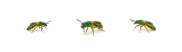 Błyszczący Metaliczny Czysty Złoty Zielony Pot Pszczoła Augochlorella Pura Aura — Zdjęcie stockowe