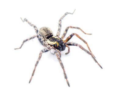 Florida kurt örümceği - Sosippus floridanus - Lycosidae familyasından büyük, güzel bir kurt örümceği. Beyaz arkaplanda izole edilmiş inanılmaz detay ile ön üst profil görünümü