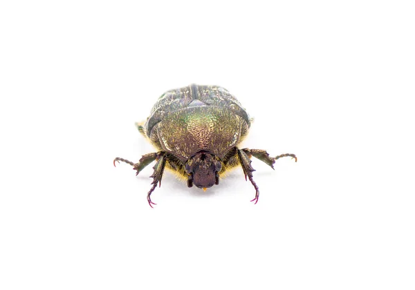 Escaravelho Flor Escura Euphoria Sepulcralis Fabricius Escaravelho Voador Comum Flórida — Fotografia de Stock