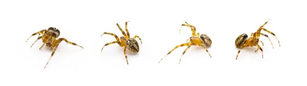 Arabesque Orbweaver Spider Neoscona Arabesca Ragno Comune Orb Weaver Che — Foto Stock
