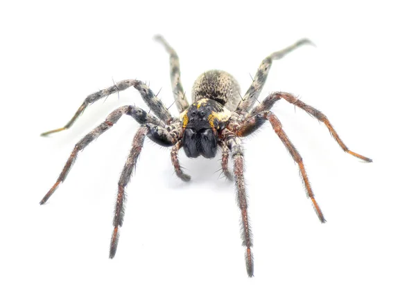 Florida Kurt Örümceği Sosippus Floridanus Lycosidae Familyasından Büyük Güzel Bir — Stok fotoğraf