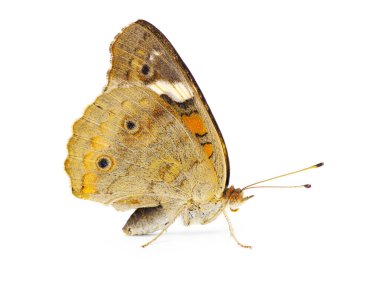 Common buckeye butterfly - Junonia coenia - side profile view isolated on white background clipart