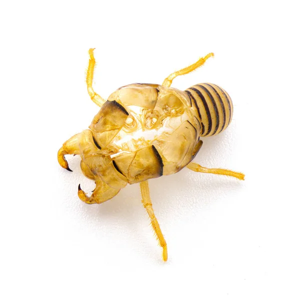 Cicada Skal Ekdys Mögel Mögel Exoskelett Skjul Exuviate Slough Genom — Stockfoto