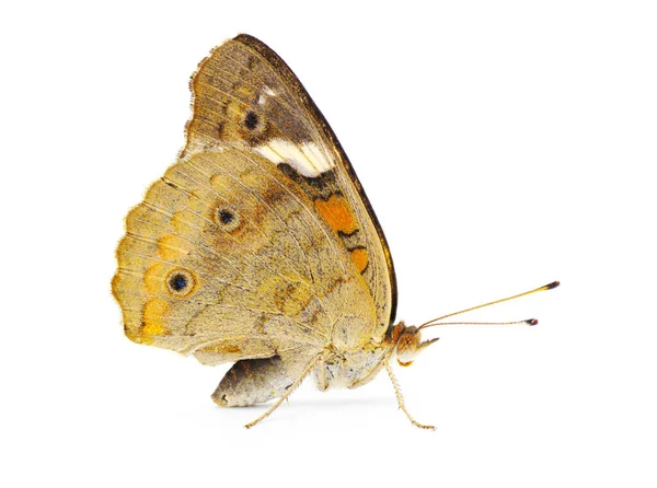 Gewöhnlicher Buckeye Schmetterling Junonia Coenia Seitenprofilansicht Isoliert Auf Weißem Hintergrund — Stockfoto