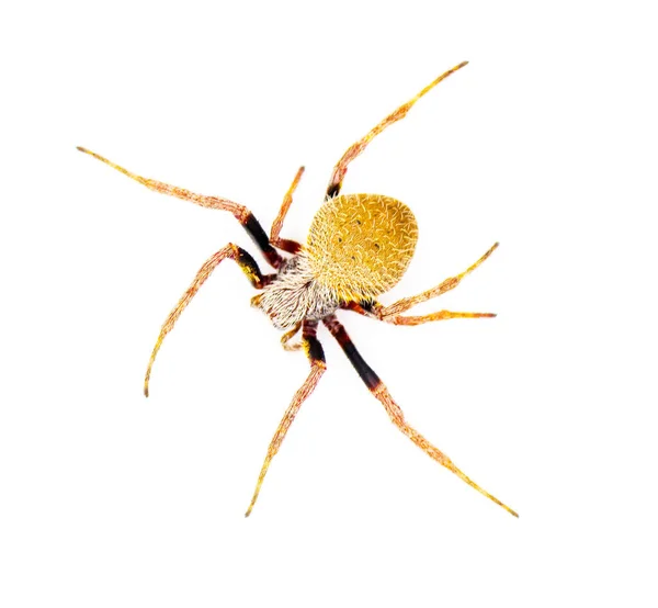 Femelle Tropical Orb Weaver Spider Eriophora Ravilla Découpe Isolée Sur — Photo