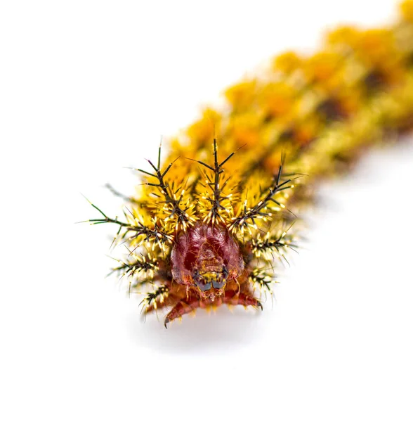 Kelebek Güvesi Tırtılı Hemileuca Maia Satürniidae Familyasından Zehirli Tüyler Dikenler — Stok fotoğraf