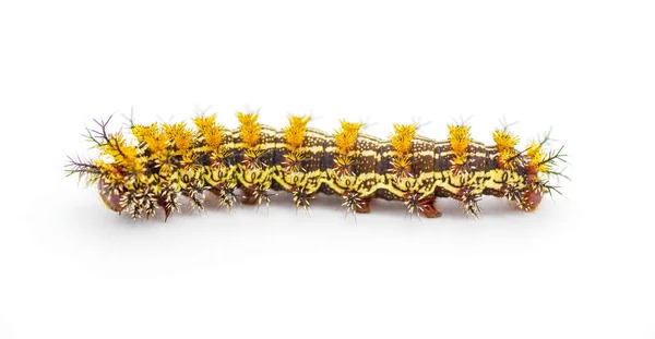 背中の蛾の毛虫 ヘミルーカ マイア サトニダイア 巨大な蚕の家族 有毒毛や棘は中空であり 白い背景に隔離された毒腺に接続されています サイドビュー — ストック写真