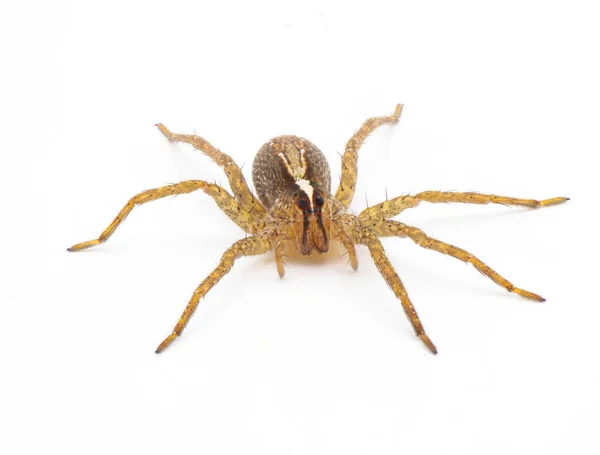 Hentz Wolf Örümceği Rabidosa Hentzi Beyaz Arka Planda Izole Edilmiş — Stok fotoğraf