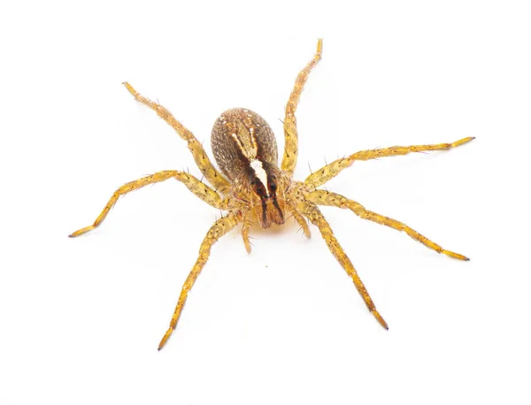 Hentz Wolf Spider Rabidosa Hentzi Isoliert Auf Weißem Hintergrund Rückenansicht — Stockfoto