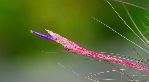 Дикий Цветок Тилландсии Воздушное Растение Цвести Крупным Планом Фиолетовая Трубчатая — стоковое фото
