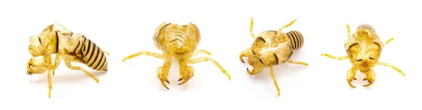 Cicada Shell Ecdysis Moult Molt Exoesqueleto Galpão Exuviate Slough Através — Fotografia de Stock