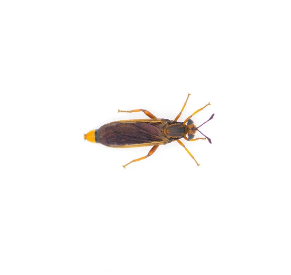 果蝇科果蝇是果蝇科的一种果蝇 有球状触角的大型昆虫 形似黄蜂 背景色上方 白色背景孤立 — 图库照片