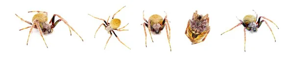 雌性热带球茎编织蜘蛛 Eriophora Ravilla 白色背景的孤立切割 多种意见 — 图库照片