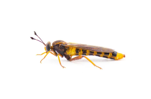 果蝇科果蝇是果蝇科的一种果蝇 有球状触角的大型昆虫 形似黄蜂 在白色背景上孤立的侧视图 — 图库照片