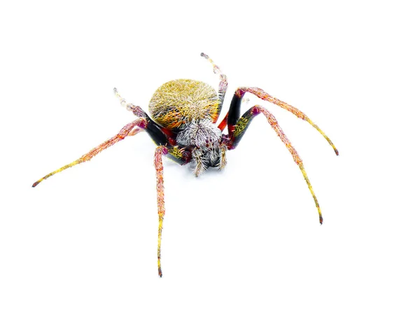 女性の熱帯オーブ織のクモ Eriophora Ravilla 白い背景に隔離されたカットアウト 正面図 — ストック写真