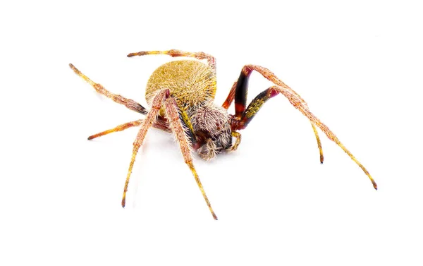 雌性热带球茎编织蜘蛛 Eriophora Ravilla 白色背景的孤立切割 正面轮廓视图 — 图库照片