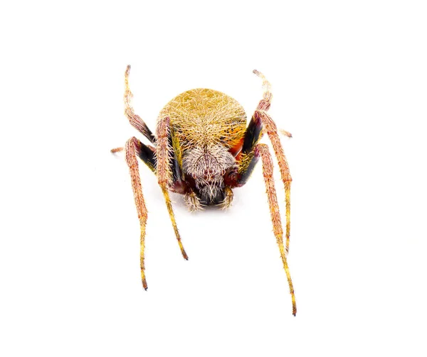 Femelle Tropical Orb Weaver Spider Eriophora Ravilla Découpe Isolée Sur — Photo