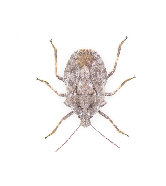 Grey Rough Four Humped Stink Bug Brochymena Arborea Top Dorsal — Stock Photo, Image