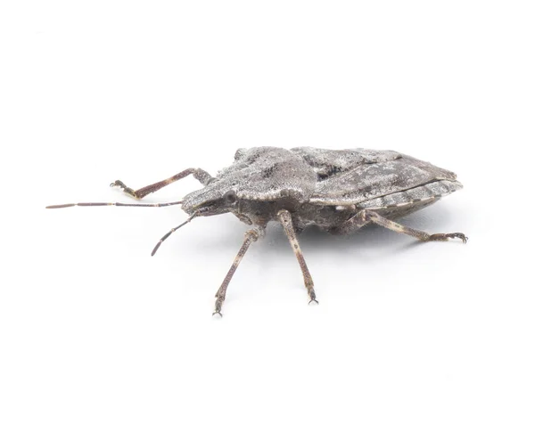 Gri Kabataslak Dört Hörgüçlü Koku Böceği Brochymena Arborea Beyaz Arka — Stok fotoğraf