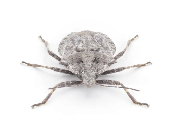 Gri Kabataslak Veya Dört Hörgüçlü Koku Böceği Brochymena Arborea Beyaz — Stok fotoğraf