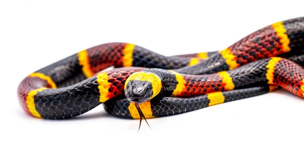 Serpente Velenoso Del Corallo Orientale Micrurus Fulvius Vicino Macro Testa — Foto Stock