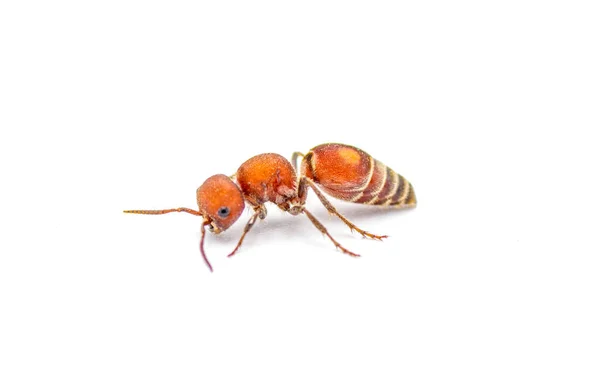 Βελούδινο Μυρμήγκι Dasymutilla Πιθανότατα Κάποιο Έντομο Της Οικογένειας Μουτίλιδες Θηλυκά — Φωτογραφία Αρχείου