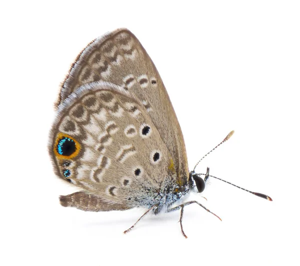 Ceraunus Niebieski Motyl Hemiargus Ceraunus Jest Popularnym Neotropowym Motylem Powszechnym — Zdjęcie stockowe