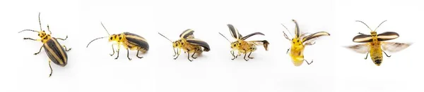 Derospidea Brevicollis Jest Gatunkiem Chrząszcza Liściastego Rodziny Chrysomelidae Wiele Zdjęć — Zdjęcie stockowe