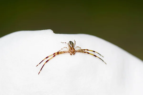 白色的橙色绿色的快速蟹蜘蛛或花朵蜘蛛 在纯白色的木兰花上面对相机 腹部图案和腿上的条纹或条纹 — 图库照片
