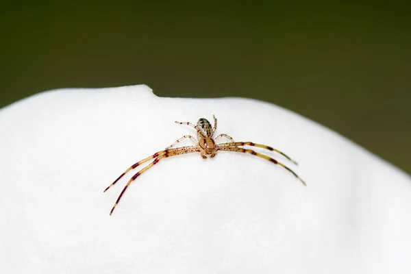 Araña Cangrejo Vencejo Verde Anaranjado Rojo Blanco Araña Flor Mecaphesa — Foto de Stock