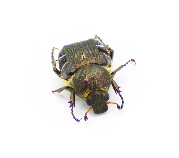 Hummel Wie Nachgeahmte Flower Scarabäus Beetle Trichiotinus Piger Aka Haarige — Stockfoto