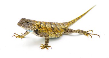 Large gravid female eastern fence lizard or swift - Sceloporus undulatus - front side profile view isolated on white background.  Feet, toes, eye, pattern visible. Great scale detail clipart