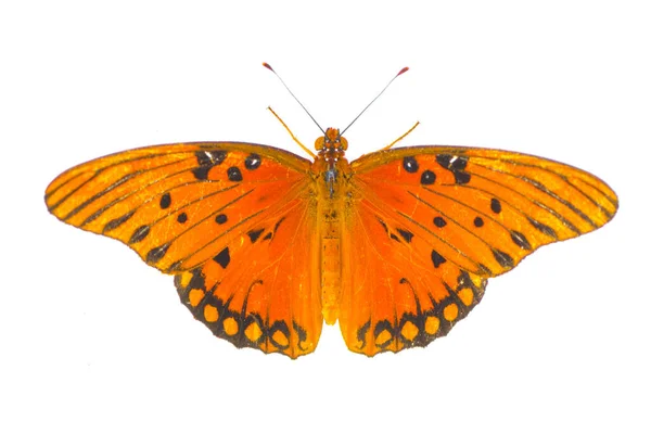 湾蝴蝶 Gulf Fritillary Passion Butterfly Agraulis或Dione Vanillae 是一种亮橙色蝴蝶 产于尼姆法利鱼科 Nymphalidae — 图库照片