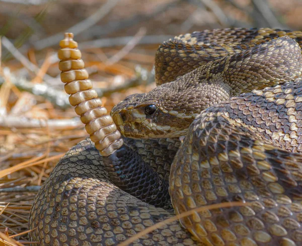 Nagy Keleti Csörgőkígyó Csörgőkígyó Crotalus Adamanteus Közelkép Makró Fej Mellett — Stock Fotó