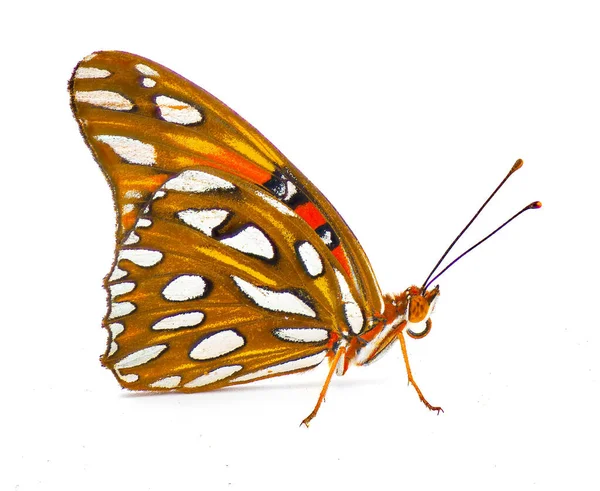Gulf Fritillary Tutku Kelebeği Agraulis Veya Dione Vanillae Nymphalidae Familyasından — Stok fotoğraf