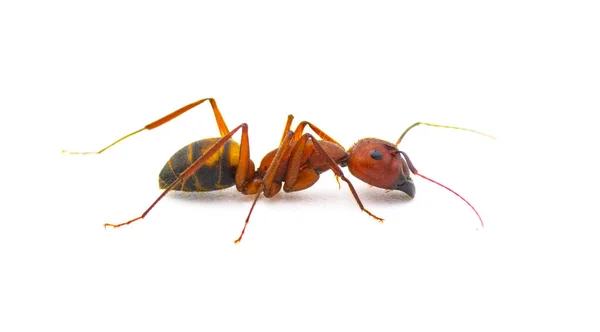 Wild Sandhill Carpenter Ant Camponotus Socius Προβολή Προφίλ Που Απομονώνεται — Φωτογραφία Αρχείου